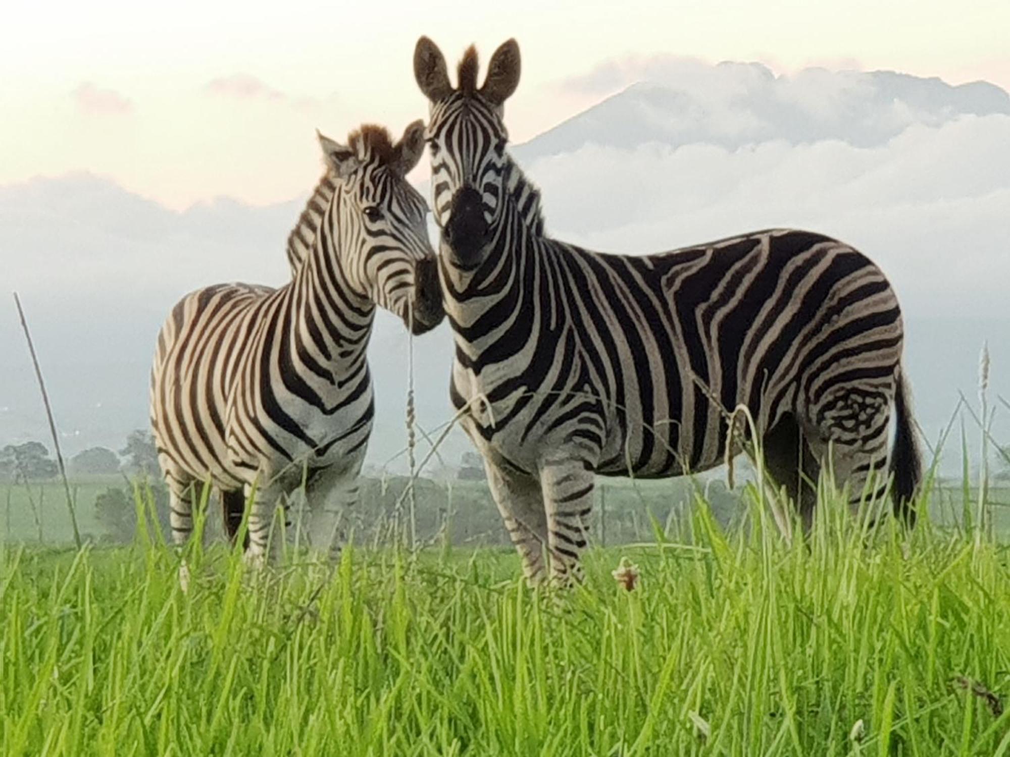 Buff & Fellow Eco Cabins ジョージ エクステリア 写真